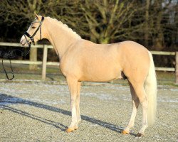 stallion Albert Einstein (German Riding Pony, 2016, from A new Star)