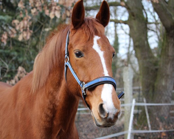 Springpferd Lablue (Hannoveraner, 2009, von Ludwig von Bayern 168 FIN)