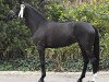 Dressurpferd Dark Beauty 16 (Hannoveraner, 2015, von Dante Weltino Old)