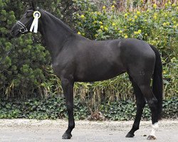 Dressurpferd Dark Beauty 16 (Hannoveraner, 2015, von Dante Weltino Old)