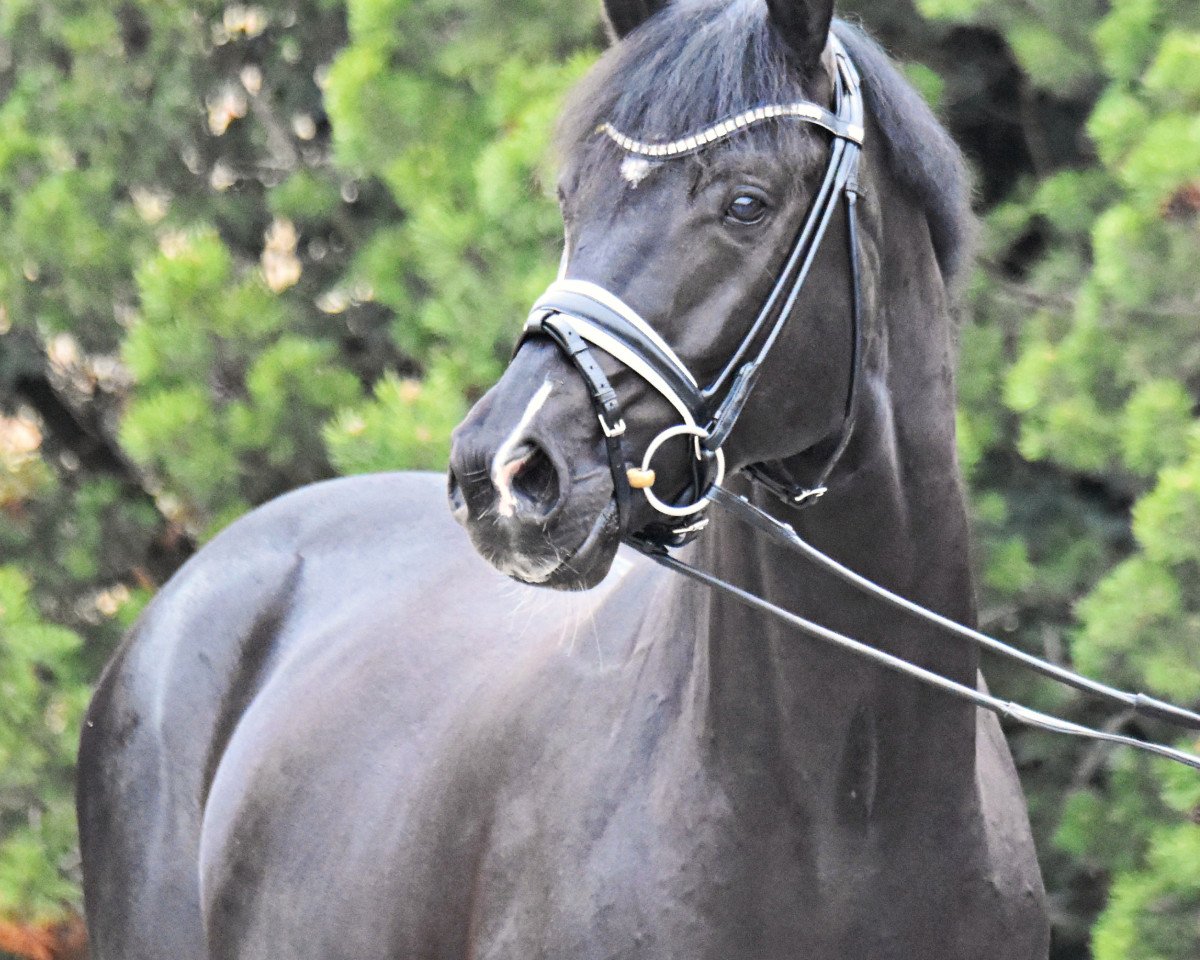 dressage horse Esterhazy (Czech Warmblood, 2014, from Escort 27)