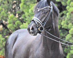 dressage horse Esterhazy (Czech Warmblood, 2014, from Escort 27)