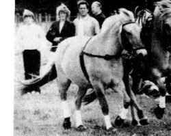 broodmare Lagunda (Fjord Horse, 1978, from Leif F 56)