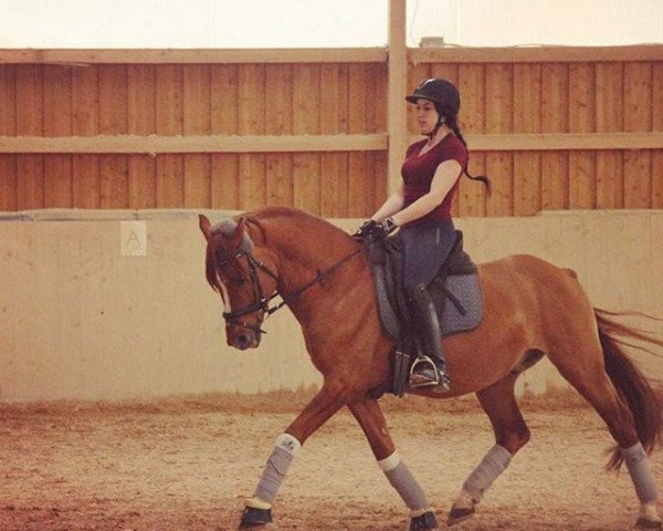 horse Frisinga's Galvani (German Riding Pony, 2005, from Going East)