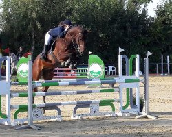 jumper Cash (German Sport Horse, 2006, from Cashmaker)