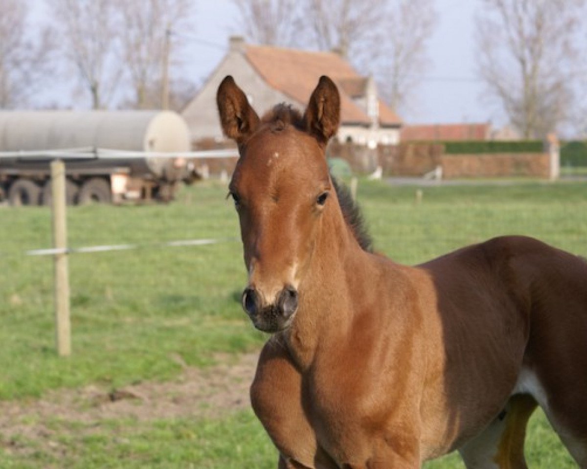 Springpferd Pernella van het Merelsnest (Belgisches Warmblut, 2015, von Emerald van 't Ruytershof)