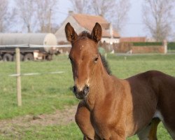 Springpferd Pernella van het Merelsnest (Belgisches Warmblut, 2015, von Emerald van 't Ruytershof)