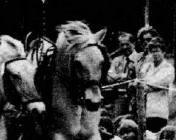 broodmare Gesine (Fjord Horse, 1974, from Tage)