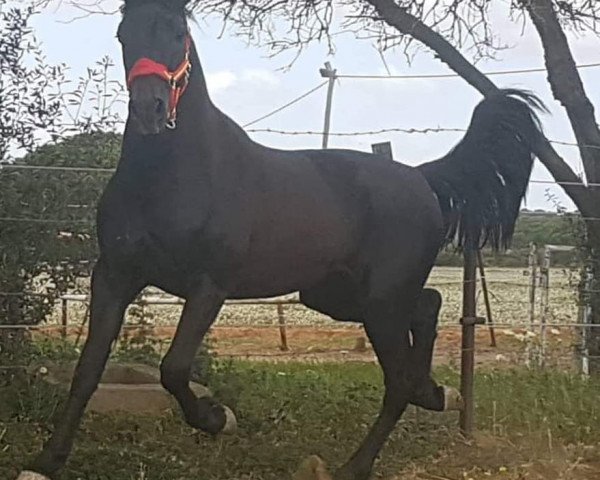 Pferd DONARDO DE FINCA BARROCO (Friese, 2017)
