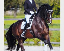 dressage horse Swarovski II (Hanoverian, 2010, from Sandro Hit)