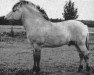 stallion Urban (Fjord Horse, 1965, from Tranegårds Eid)