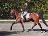 dressage horse Diego Diaz 2 (Hanoverian, 2006, from Dr Doolittle 45)