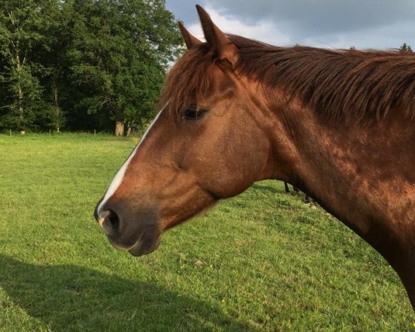 horse Jänna (unknown, 2007)