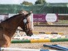 jumper Bro.Ontario (German Riding Pony, 1993, from Orlean N AA)