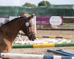 jumper Bro.Ontario (German Riding Pony, 1993, from Orlean N AA)