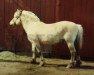 stallion Buster 14 SWE (Fjord Horse, 1961, from Olav EFJH 307)