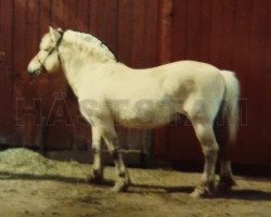 stallion Buster 14 SWE (Fjord Horse, 1961, from Olav EFJH 307)