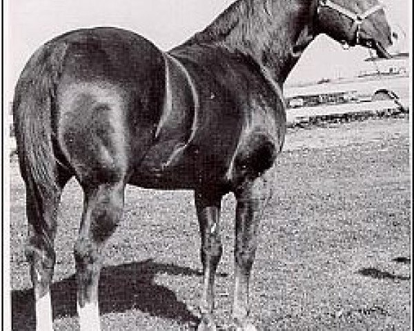stallion Skipper's Lad (Quarter Horse, 1952, from Skipper W)