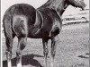 Deckhengst Skipper's Lad (Quarter Horse, 1952, von Skipper W)