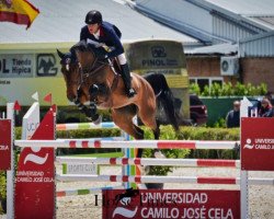 broodmare Diacenta (Oldenburg show jumper, 2010, from Diarado)