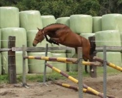 jumper Jiobhan SAG (Nederlands Rijpaarden en Pony, 2014, from Shere Khan du Banney)