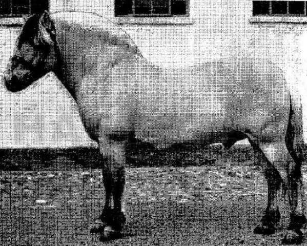 stallion Olav EFJH 307 (Fjord Horse, 1954, from Breim Fløbu)