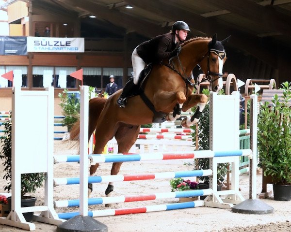 jumper I'm Orange B (Royal Warmblood Studbook of the Netherlands (KWPN), 2013, from Chacco-Blue)