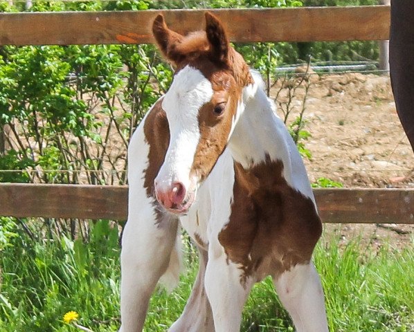 Springpferd Baily Bee (Westfale, 2021, von Bonanza)