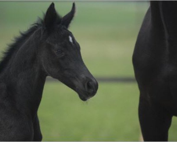 dressage horse S'Henriette (Oldenburg, 2013, from San Amour I)