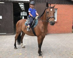 horse Ruiz Cervino (Hanoverian, 2003, from Ruiz Soler)