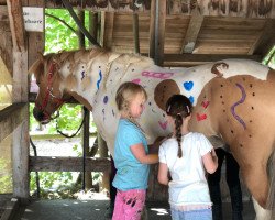 horse Superlieber, kindererprobter Allrounder! (Iceland Horse, 2007, from Alfur fra Selfossi)