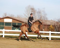 jumper Dalton 21 (Swedish Warmblood, 2008, from Zelote VDL)