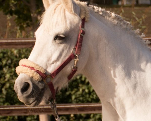 dressage horse Cadienne (Rhinelander, 1995)