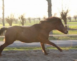 horse Guillermo-W (German Riding Pony, 2002, from FS Giacomo)