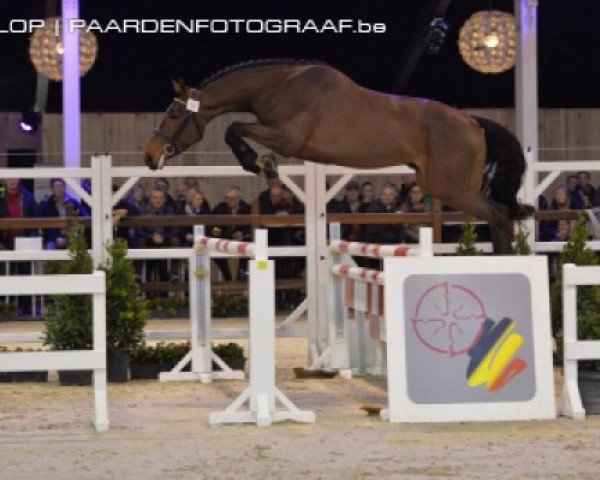 horse Je Reve van 't Merelsnest (Belgian Warmblood, 2009, from Nabab de Rêve)