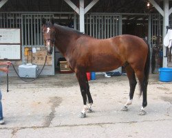 Pferd Mister Maryland (Belgisches Warmblut, 1994, von Darco)