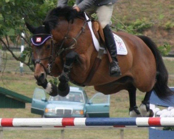 jumper Baldato van het Merelsnest (Belgian Warmblood, 2001, from Voltaire)