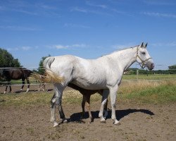 Zuchtstute Diamond Van 't Merelsnest (Belgisches Warmblut, 2003, von Parco)