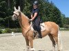 dressage horse Golden Girl III (German Riding Pony, 2010, from Derano Gold)