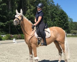 dressage horse Golden Girl III (German Riding Pony, 2010, from Derano Gold)