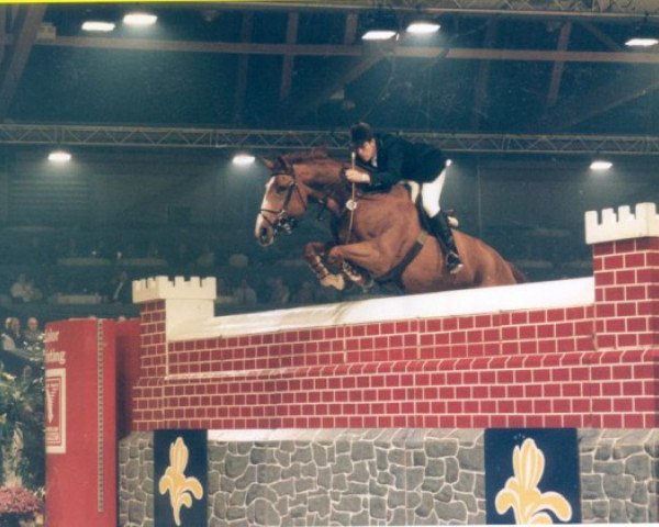 Pferd Lapino (Belgisches Warmblut, 1988, von Lys de Darmen)