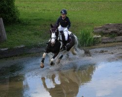 dressage horse Portland Polyanna (Irish Sport Horse, 2010)