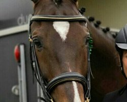 dressage horse Daylight 287 (Rhinelander, 2012, from den Haag 12)