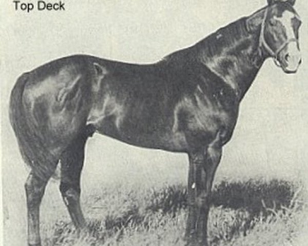 stallion Top Deck xx (Thoroughbred, 1945, from Equestrian xx)