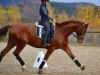 dressage horse Charmeur S (Oldenburg show jumper, 2007, from Converter I)