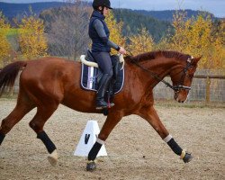 dressage horse Charmeur S (Oldenburg show jumper, 2007, from Converter I)