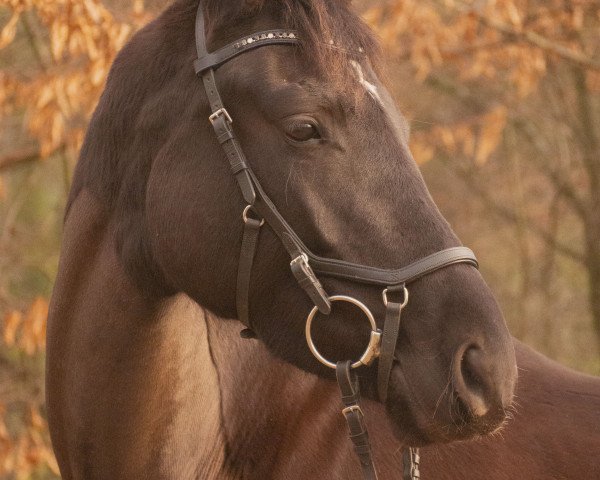 broodmare Zauberballerina (Trakehner, 2014, from Dürrenmatt (ex Domino))