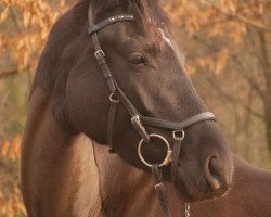 Pferd Zauberballerina (Trakehner, 2014, von Dürrenmatt (ex Domino))