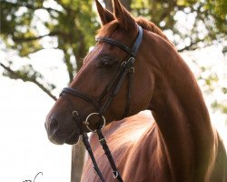 Pferd Jurasek (Tschechisches Warmblut, 1995, von Herson)