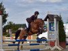 dressage horse Benirrama Milano de Oro (Rhinelander, 2007)